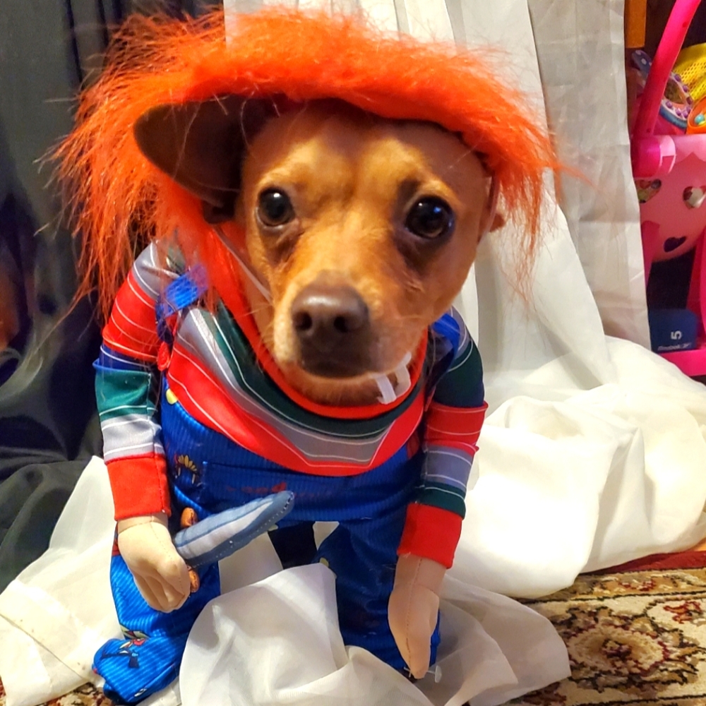 Chucky small dog Halloween costume